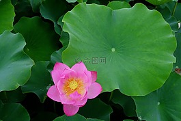 鮮花,雁鴨,蓮花