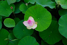 鮮花,雁鴨,蓮花