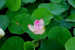 鮮花,雁鴨,蓮花
