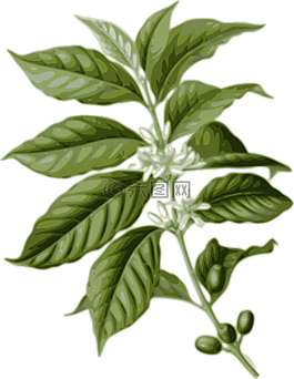咖啡,花,葉
