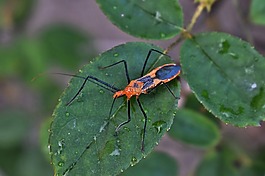 馬利筋刺客 bug,刺客的 bug,昆蟲