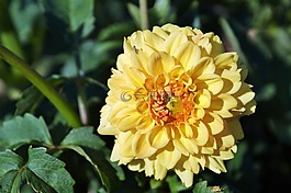 嬌琴紗,大麗花花,花