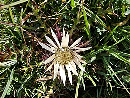 銀薊,開(kāi)花,薊