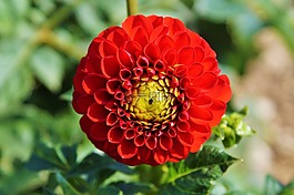 嬌琴紗,大麗花花,花
