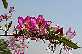鮮花,自然,夏天