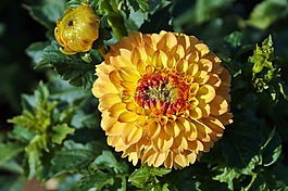 嬌琴紗,大麗花花,花