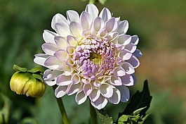 嬌琴紗,大麗花花,花