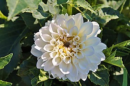 嬌琴紗,大麗花花,花