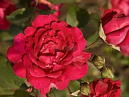 玫瑰,花,紅色