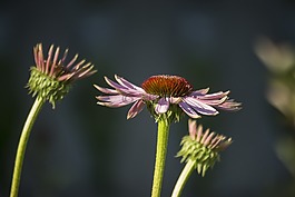 夏天,花,紫