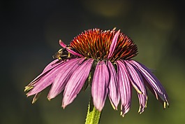 蜜蜂,花,紫