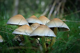 蘑菇,森林,食用