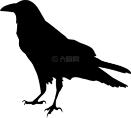 動(dòng)物,鳥,黑