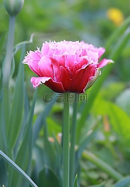 郁金香,春天,荷蘭