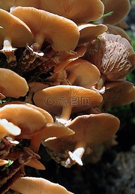 蘑菇,森林,有毒