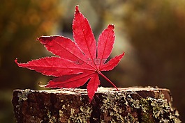 秋季,葉子,森林