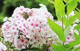福祿考,火焰花,花