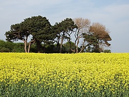 樹,菜子,油菜籽油