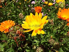 特寫,花,橙色