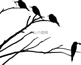 动物,鸟,分支机构
