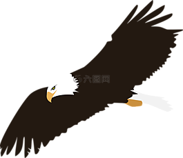 鳥,顏色,鷹
