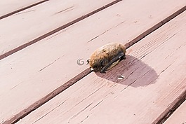 蝙蝠,pipistrelle,歐洲的