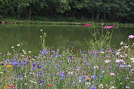 性質(zhì),草地,夏天