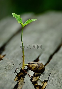 細(xì)菌,幼苗,橡樹
