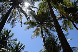 天空,椰子樹,光
