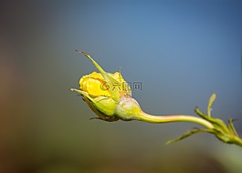 玫瑰,黃色,花