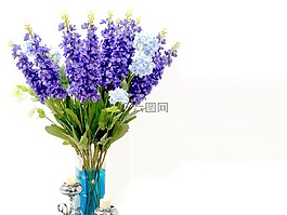 花,植物區(qū)系,紫色