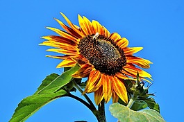 太阳花,花,黄色花