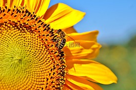 太陽花,花,蜜蜂
