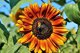太阳花,花,黄色花