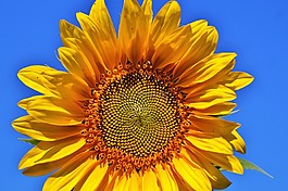 太阳花,花,黄色花
