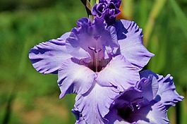 唐菖蒲,gladidus,蝴蝶温室