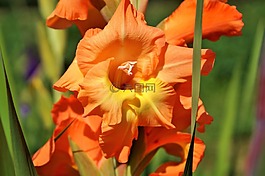 唐菖蒲,gladidus,蝴蝶温室