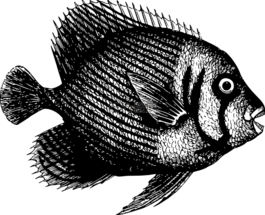動(dòng)物,魚(yú),海洋