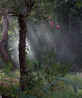 滴,澆水,雨
