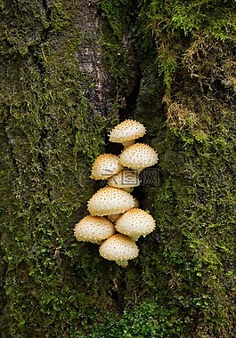 蘑菇,䴙,moss