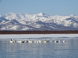野性天鵝百日咳,一群,度假