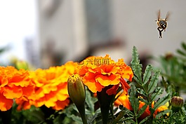 花,蜜蜂,飛行