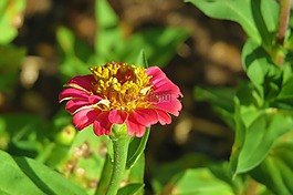 花,粉紅色,黃色
