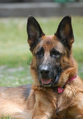 德国牧羊犬,狗,大
