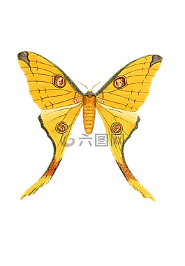 蝴蝶,動(dòng)物,昆蟲(chóng)