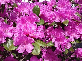 杜鵑,花,春