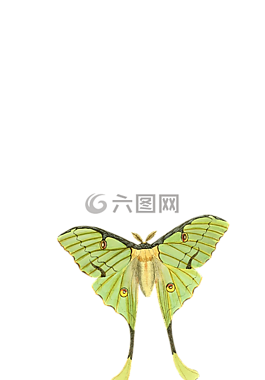 蝴蝶,動物,昆蟲