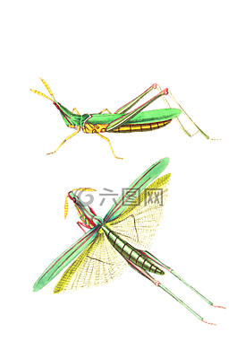 蚱蜢,昆蟲(chóng),動(dòng)物