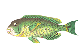魚(yú),動(dòng)物,水
