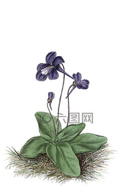 花,開(kāi)花,廠